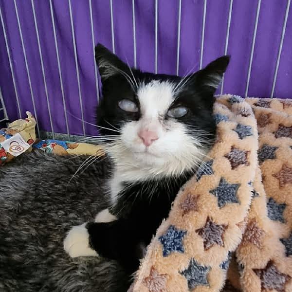 Kattenpraat