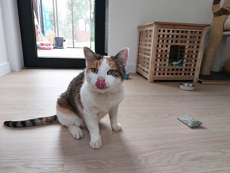 Kattenpraat