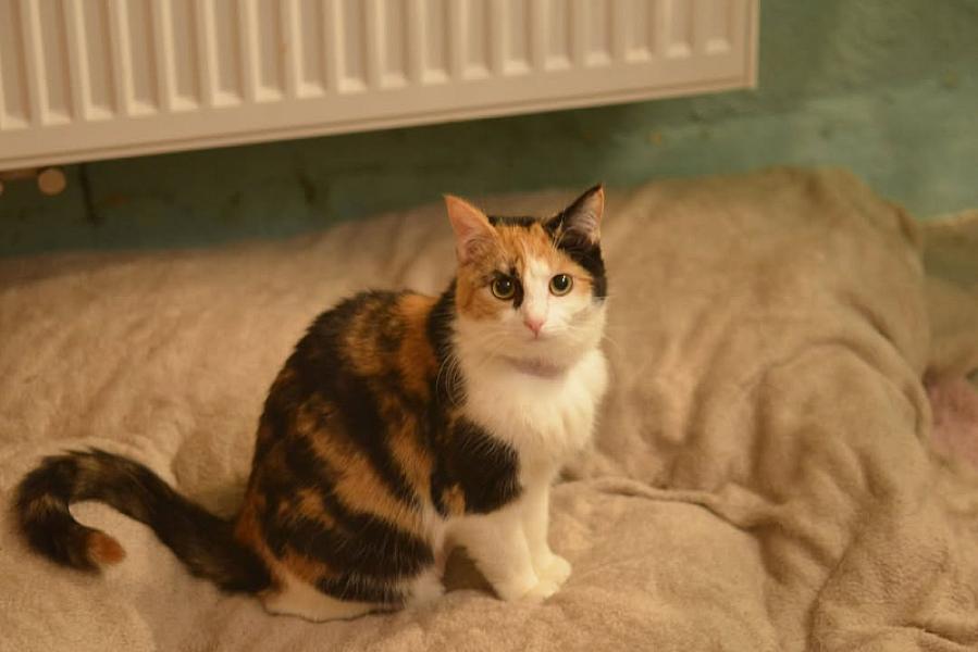 Kattenpraat