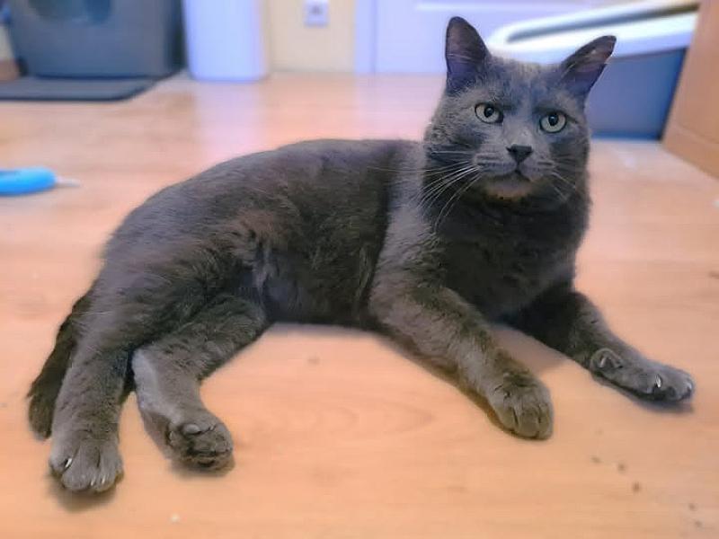 Kattenpraat