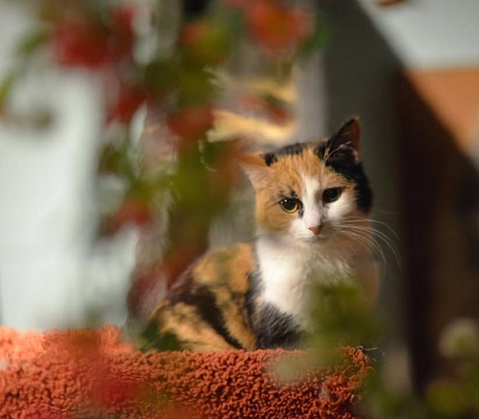 Kattenpraat