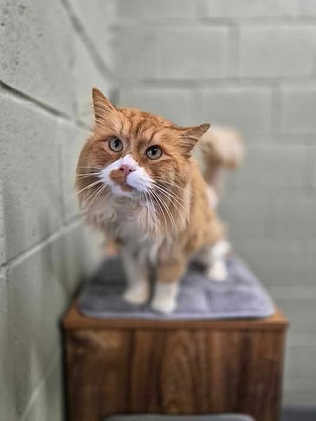 Kattenpraat