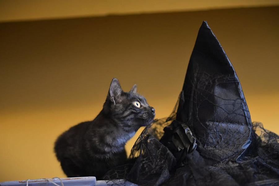 Kattenpraat