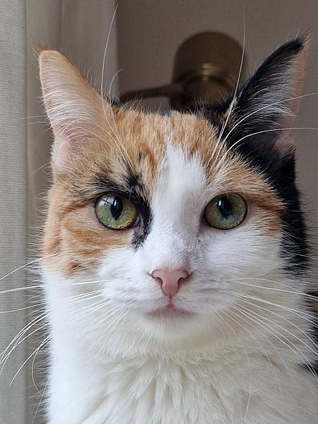 Kattenpraat
