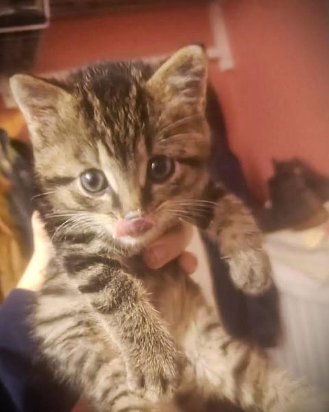 Kattenpraat