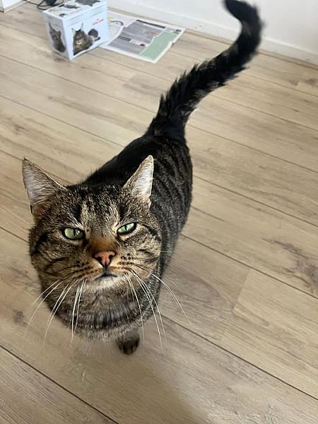 Kattenpraat