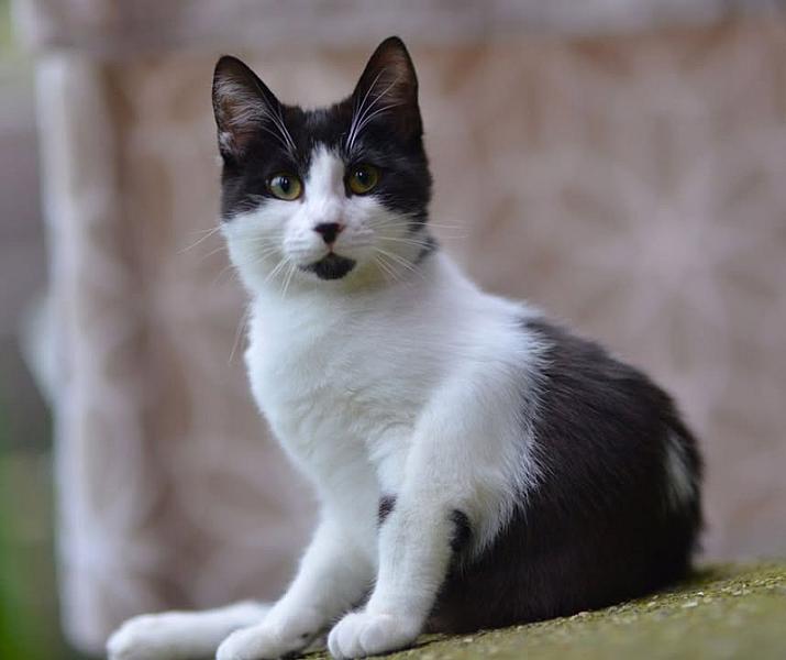 Kattenpraat