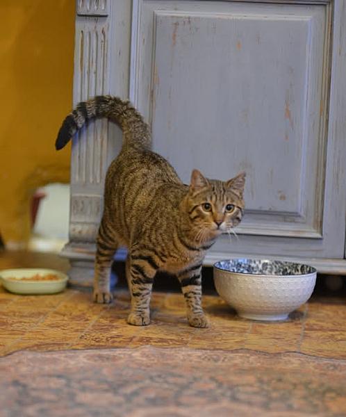 Kattenpraat
