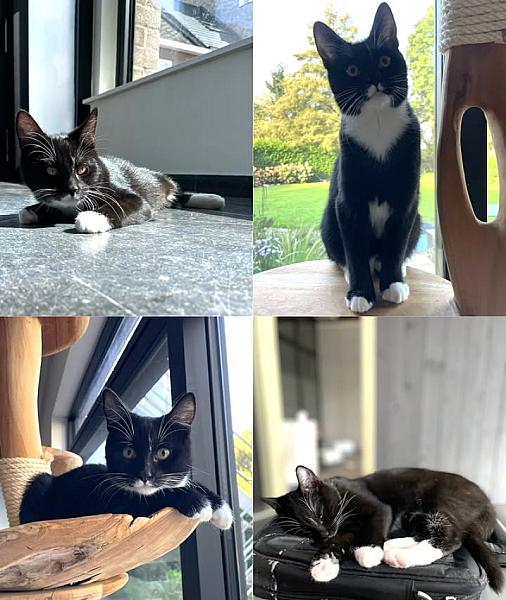 Kattenpraat