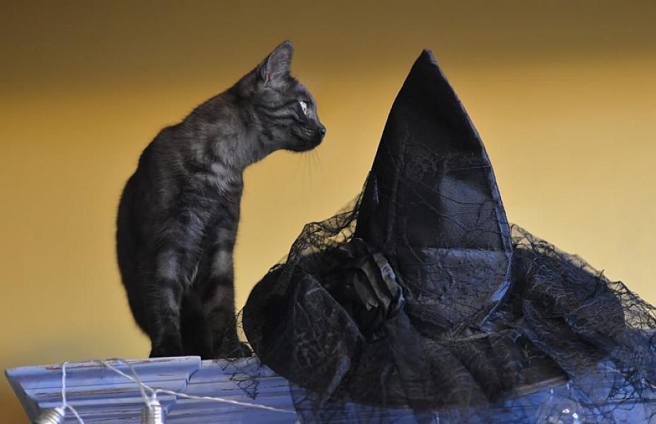 Kattenpraat