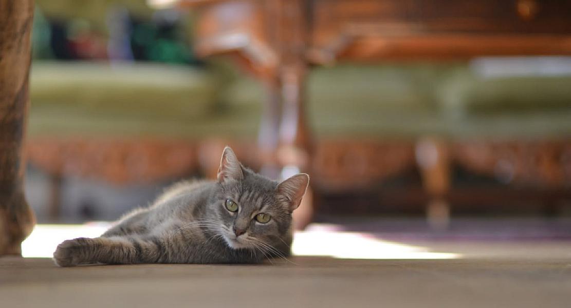 Kattenpraat