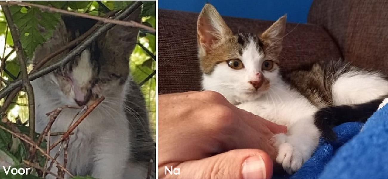 Kattenpraat