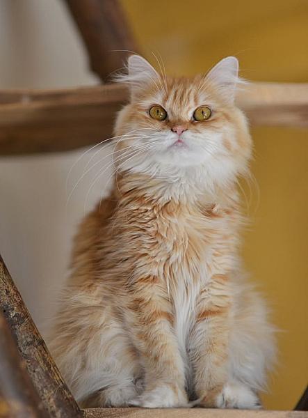 Kattenpraat