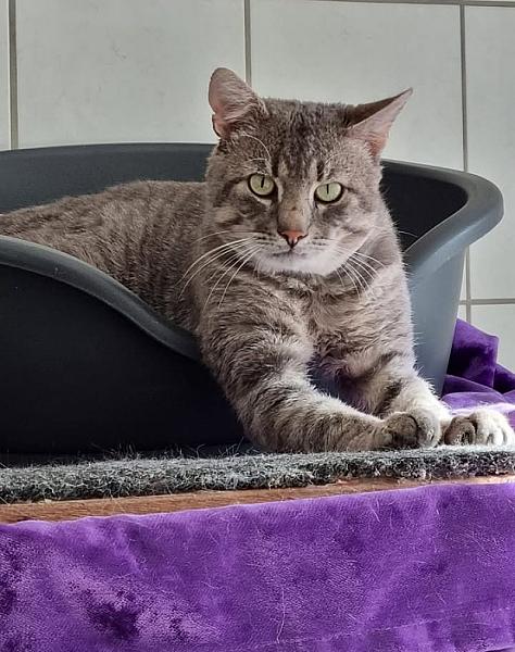 Kattenpraat