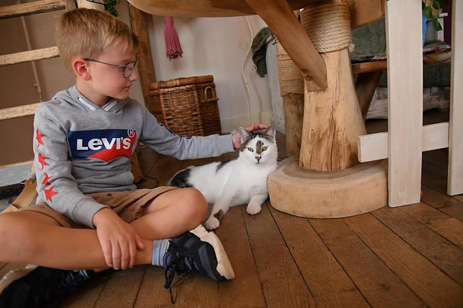 Kattenpraat