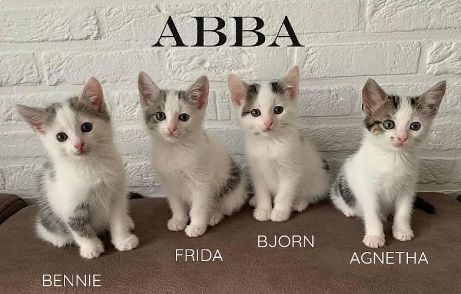 Kattenpraat