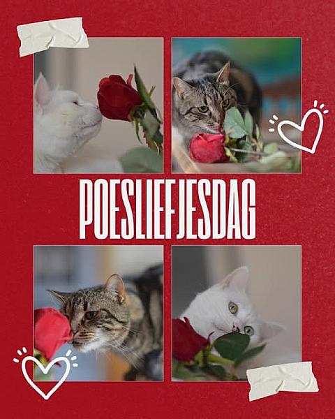 Kattenpraat