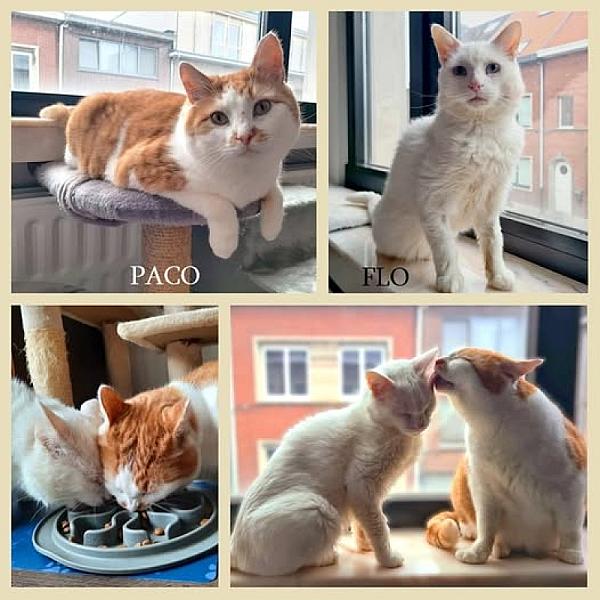 Kattenpraat