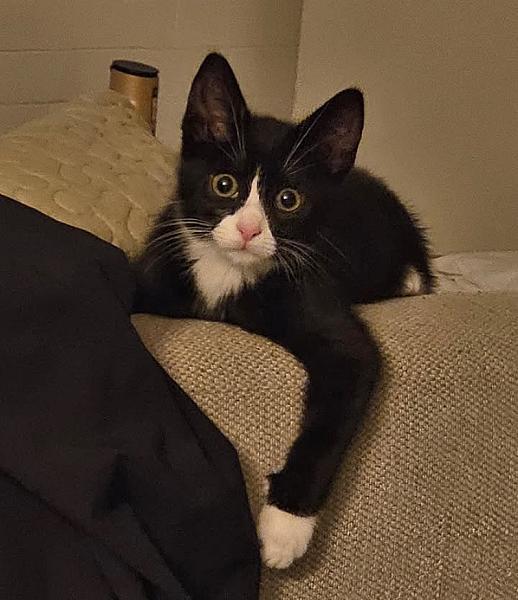 Kattenpraat