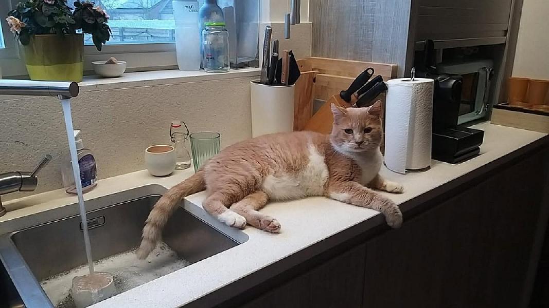 Kattenpraat