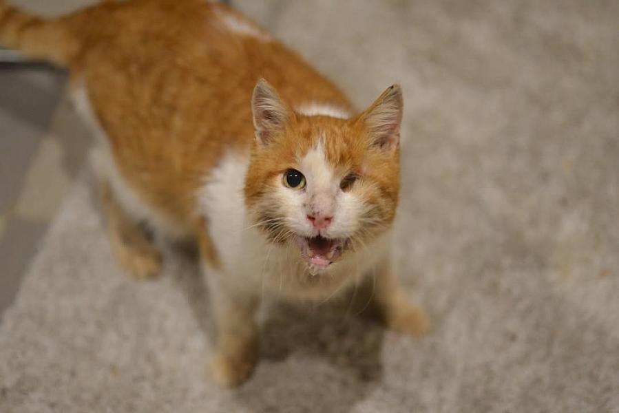 Kattenpraat