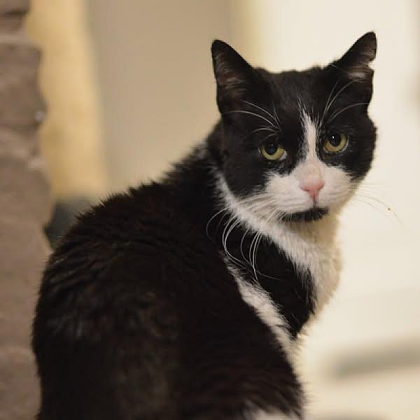 Kattenpraat