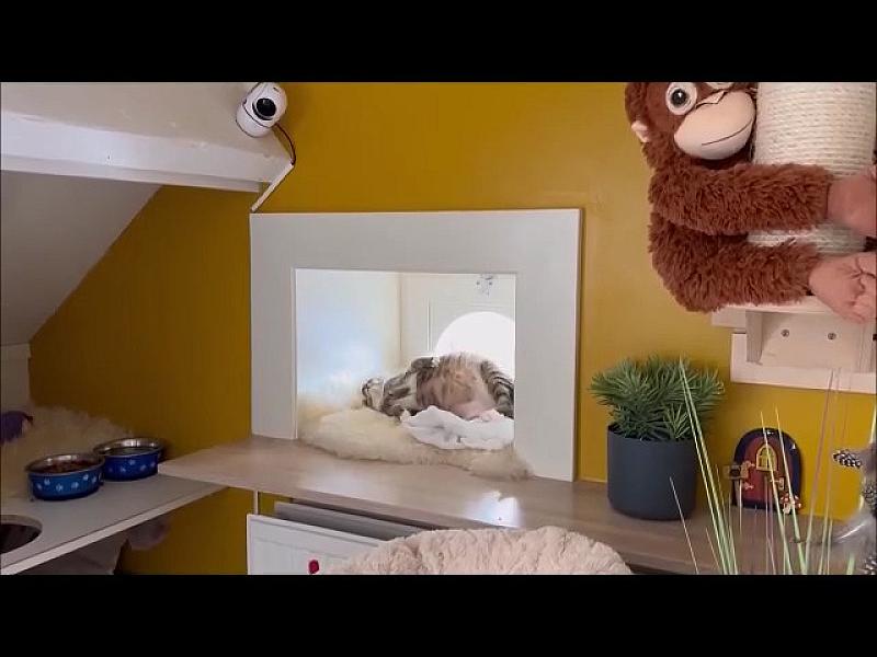 Kattenpraat