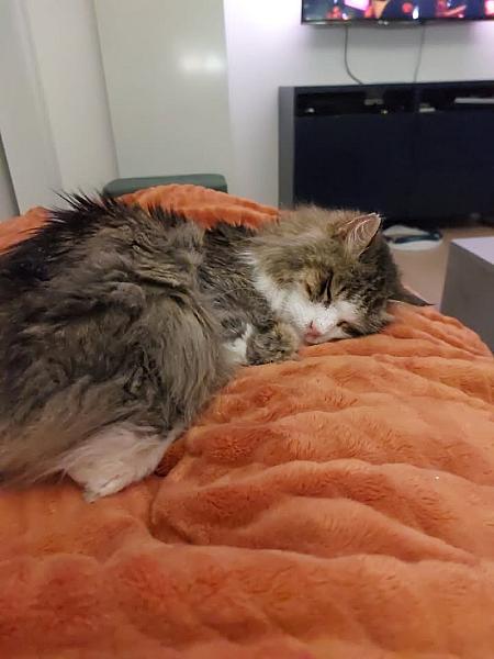 Kattenpraat