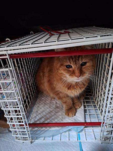 Kattenpraat