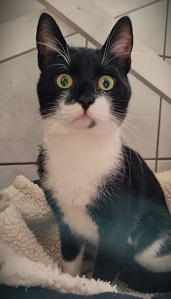 Kattenpraat