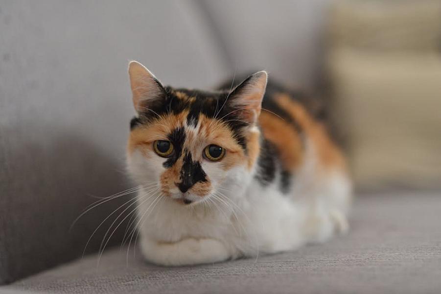 Kattenpraat