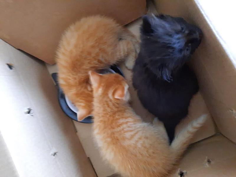 Kattenpraat