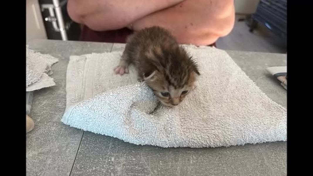 Kattenpraat