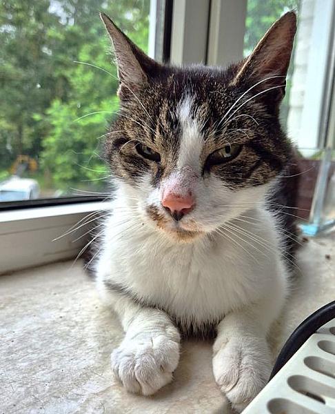 Kattenpraat