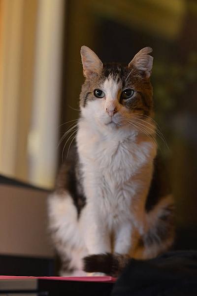 Kattenpraat