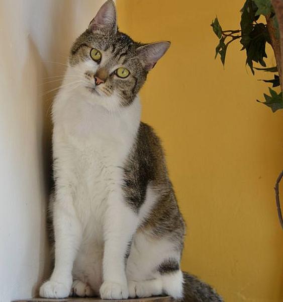 Kattenpraat