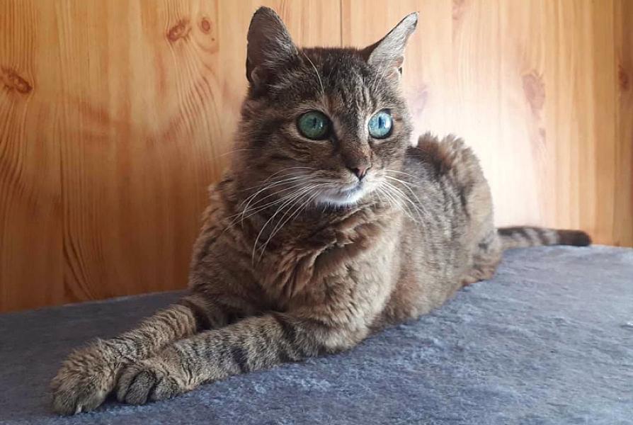 Kattenpraat