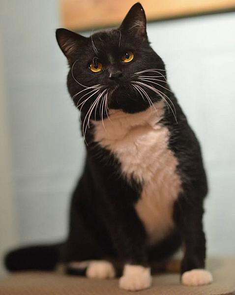 Kattenpraat