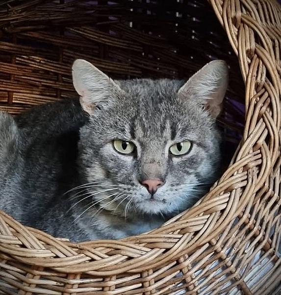 Kattenpraat
