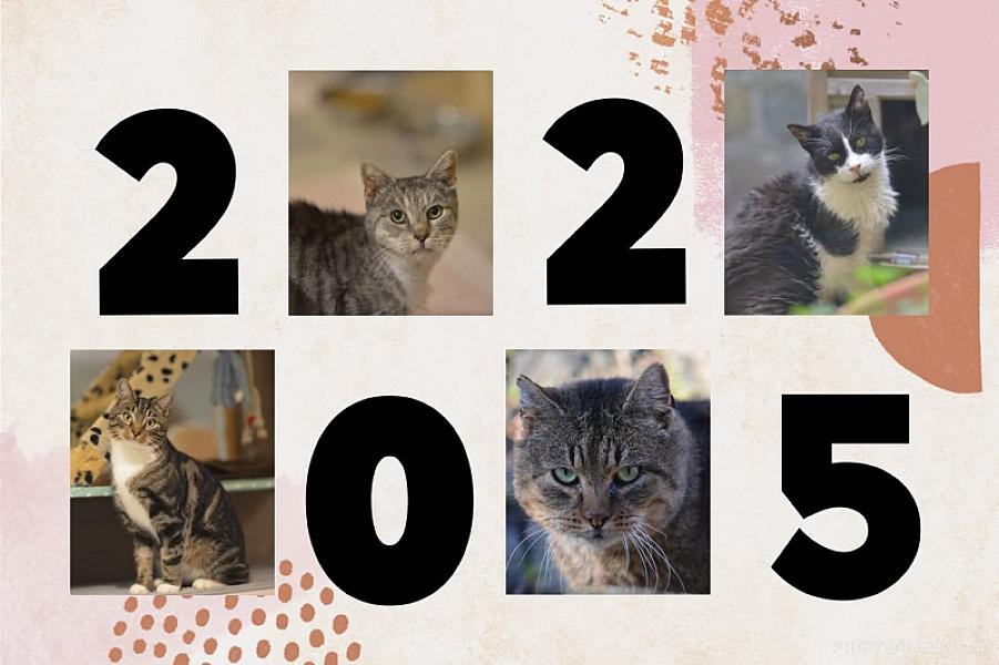 Kattenpraat