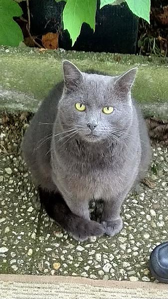 Kattenpraat