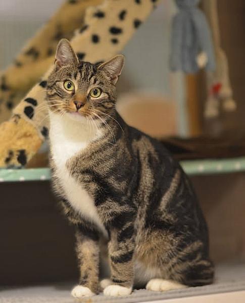 Kattenpraat