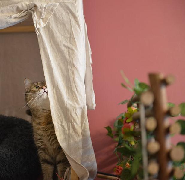 Kattenpraat