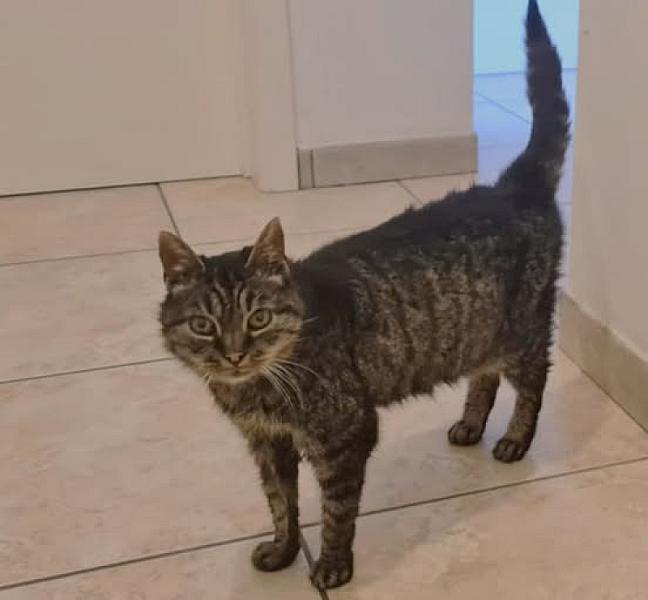 Kattenpraat