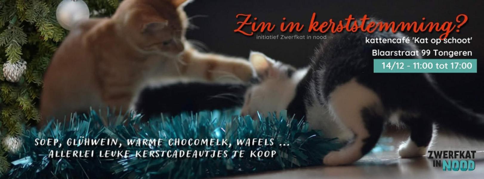 Kattenpraat