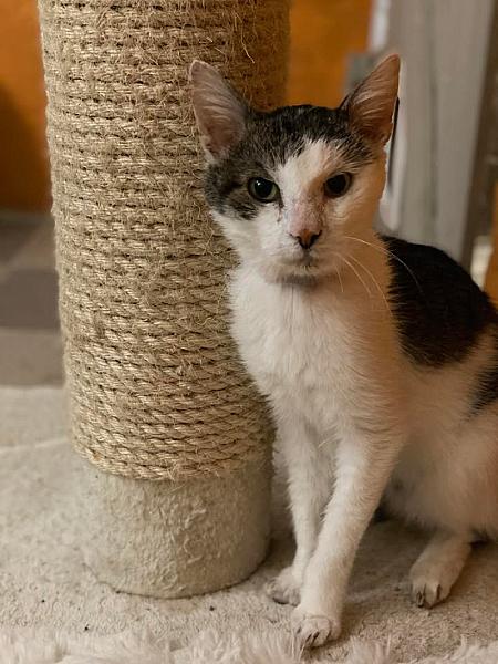 Kattenpraat