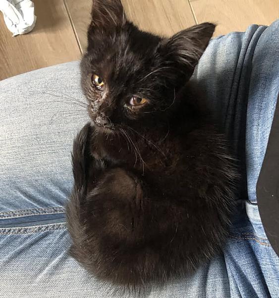 Kattenpraat