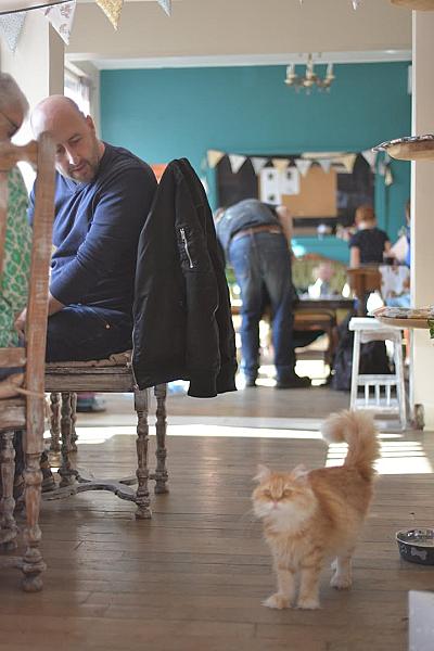 Kattenpraat