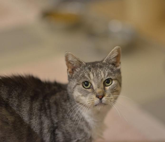Kattenpraat