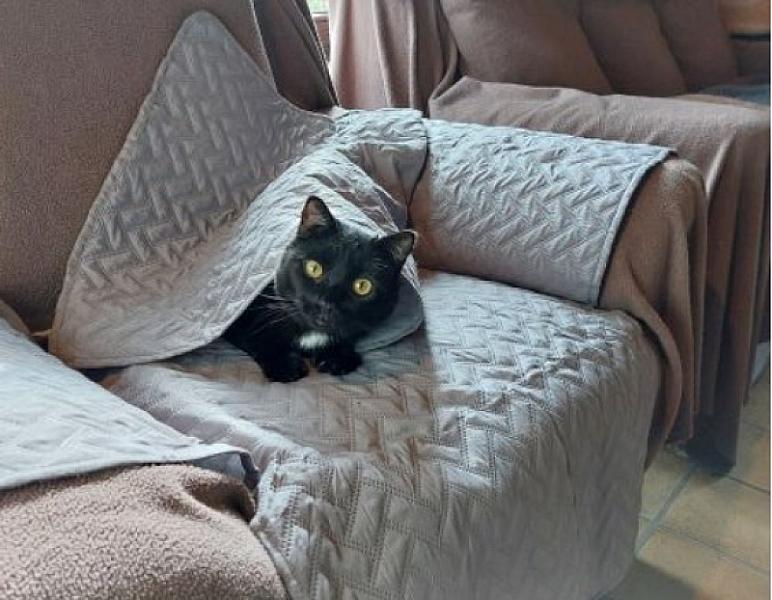 Kattenpraat